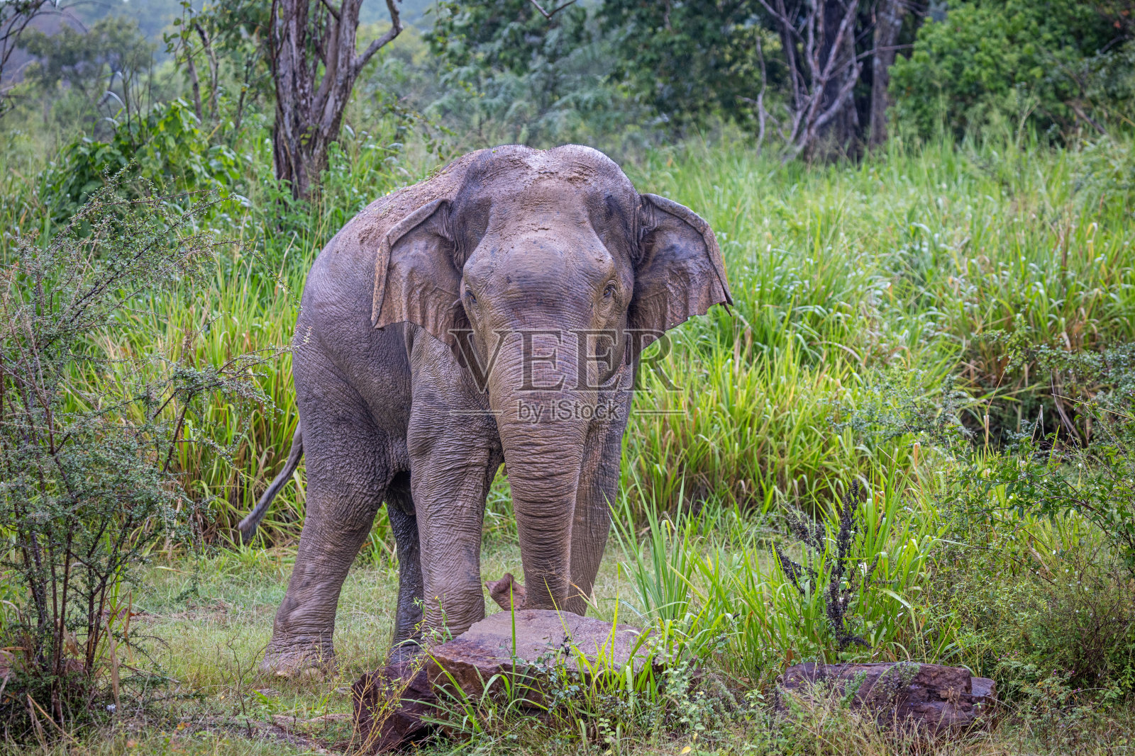 一头泥泞的大象正对着摄影师照片摄影图片