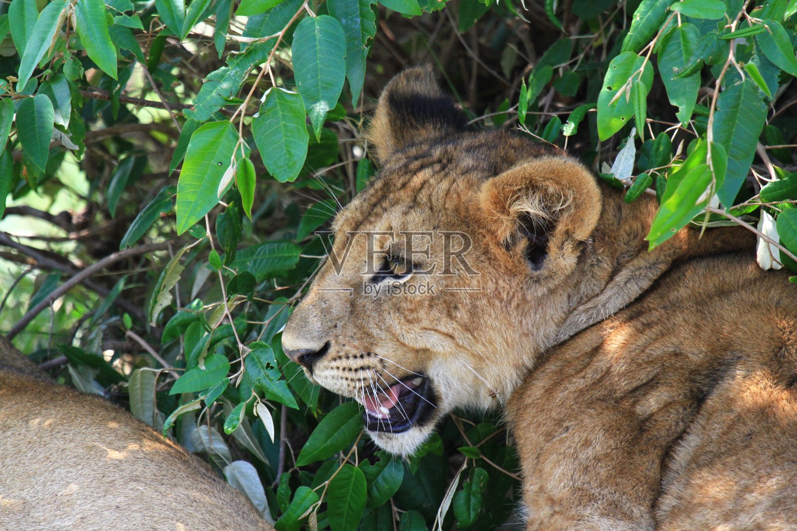 成年狮子幼崽在绿色灌木丛中休息，特写镜头照片摄影图片