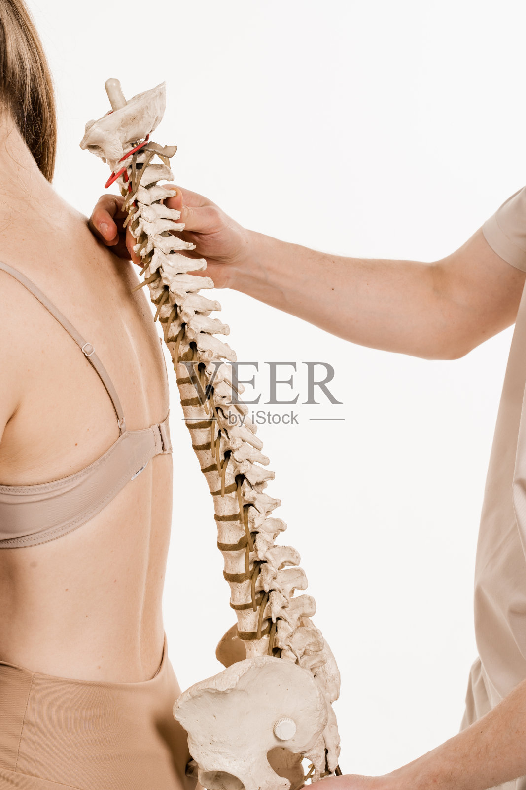 骨科医生在白色背景上展示女孩的脊柱模型。脊柱侧弯是脊柱的侧曲。年轻女性的脊柱解剖模型。照片摄影图片