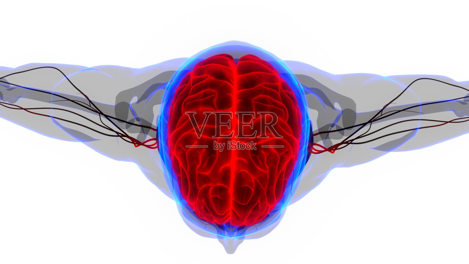 人类神经系统的中枢器官照片摄影图片