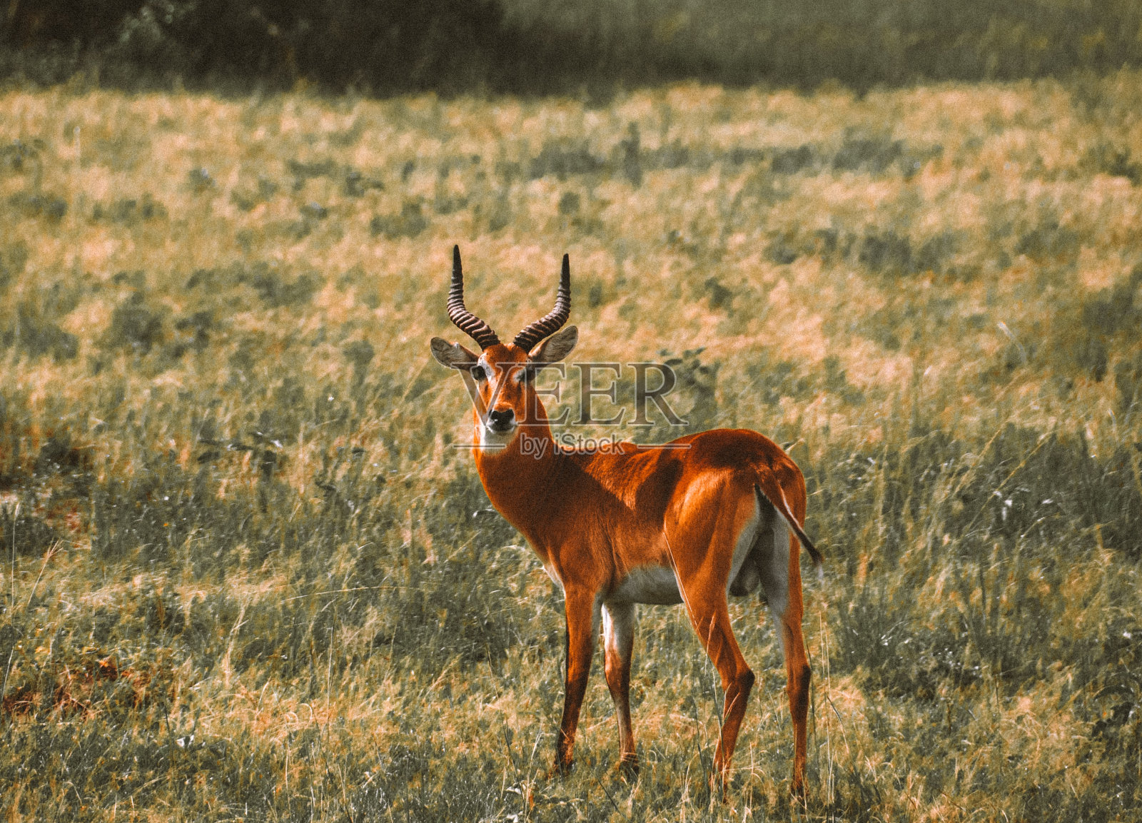 羚羊照片摄影图片