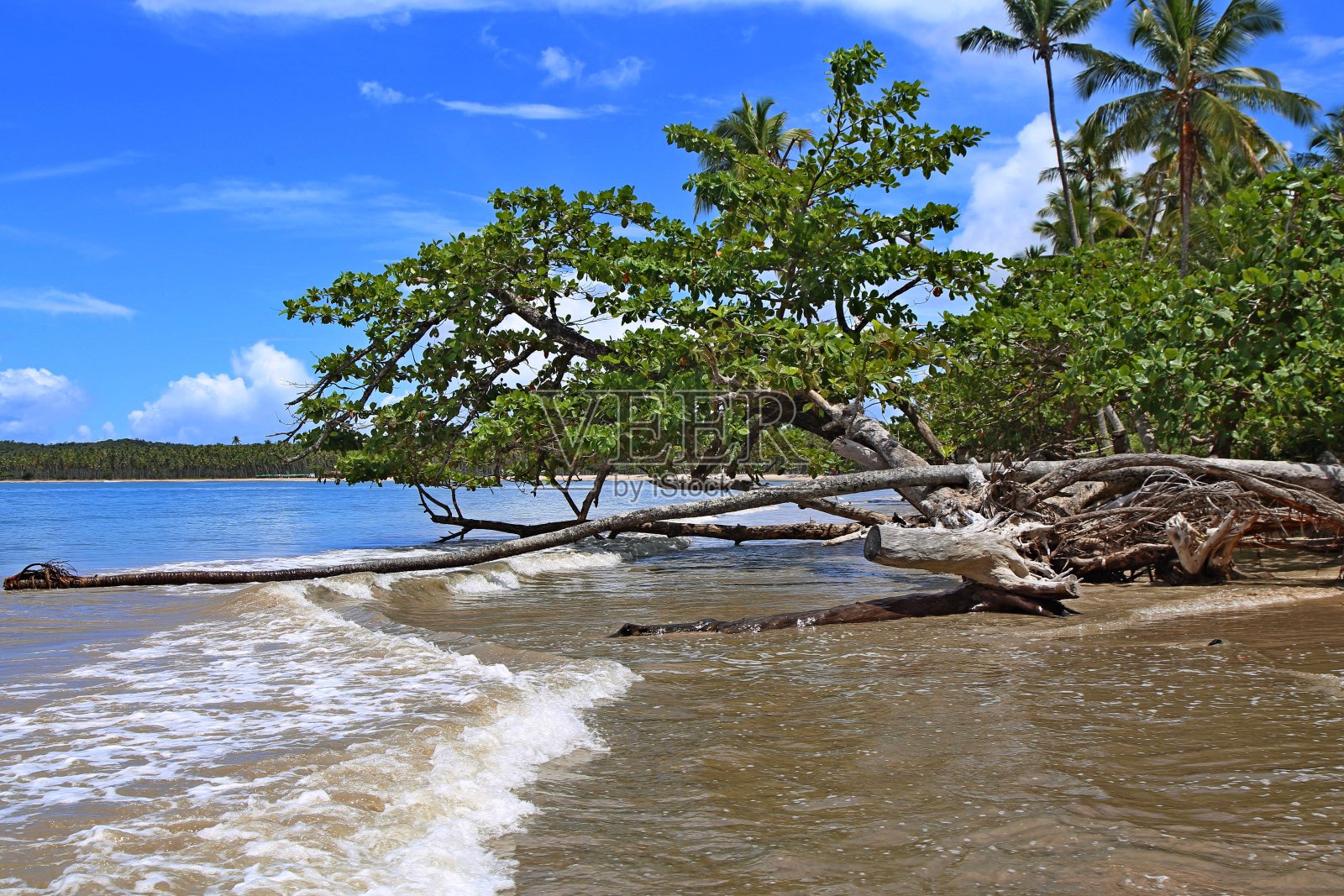 沙滩上有树。海浪拍打着海滩照片摄影图片