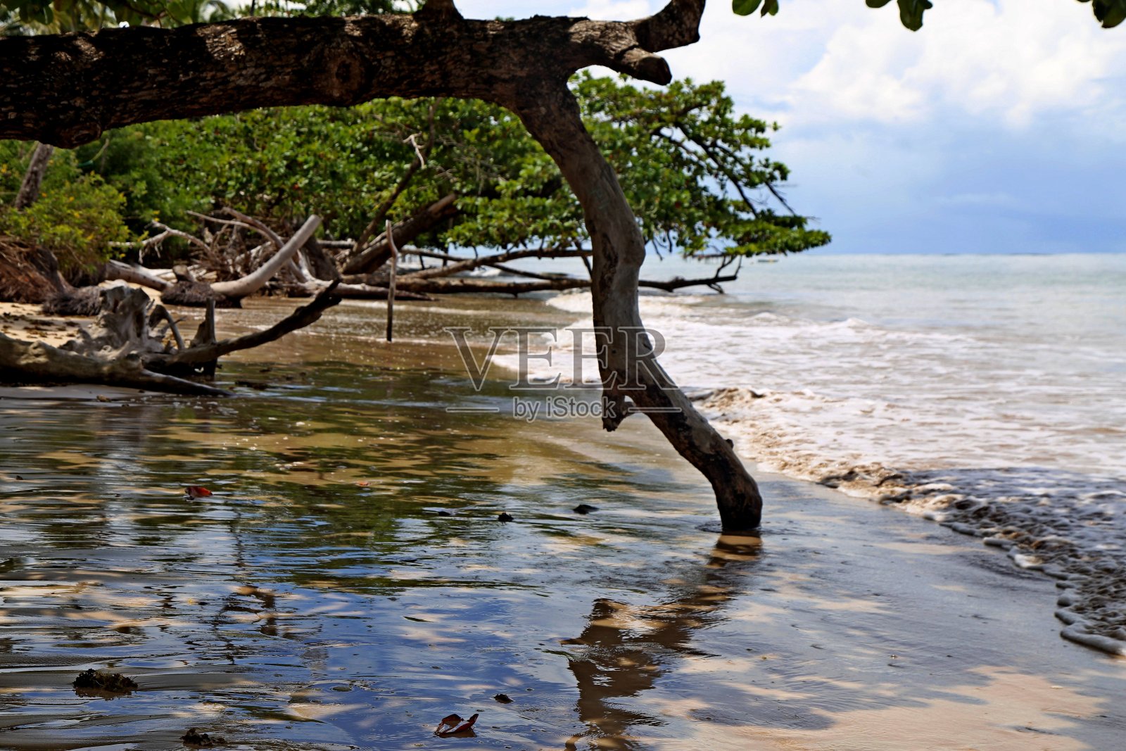 海浪拍打着树下的沙滩照片摄影图片