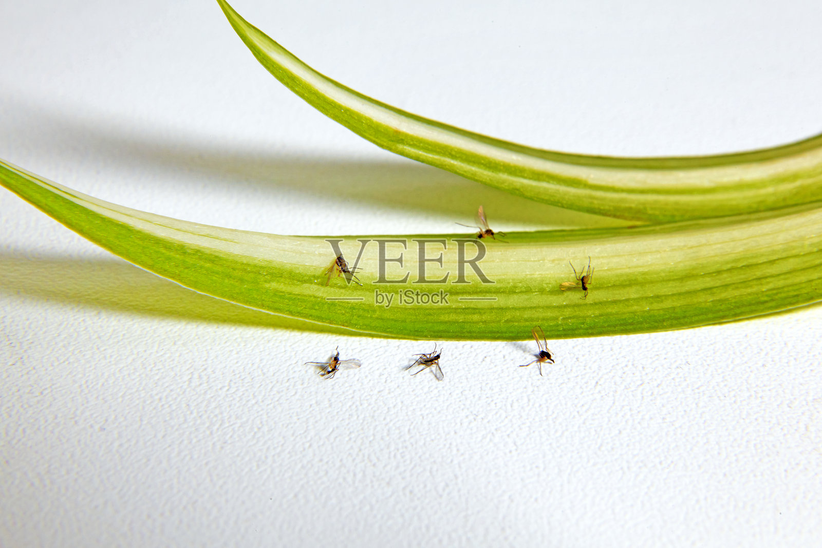 死花蠓和室内植物的叶子照片摄影图片