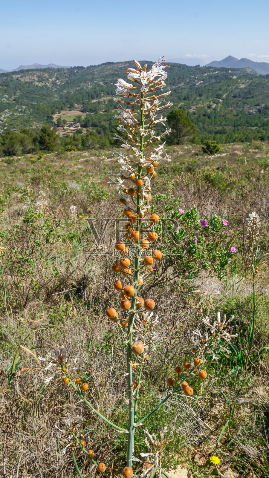 地中海开花照片摄影图片
