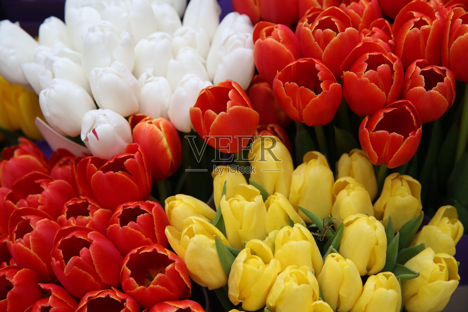 彩色郁金香花束，三八妇女节礼物，节日春季装饰照片摄影图片