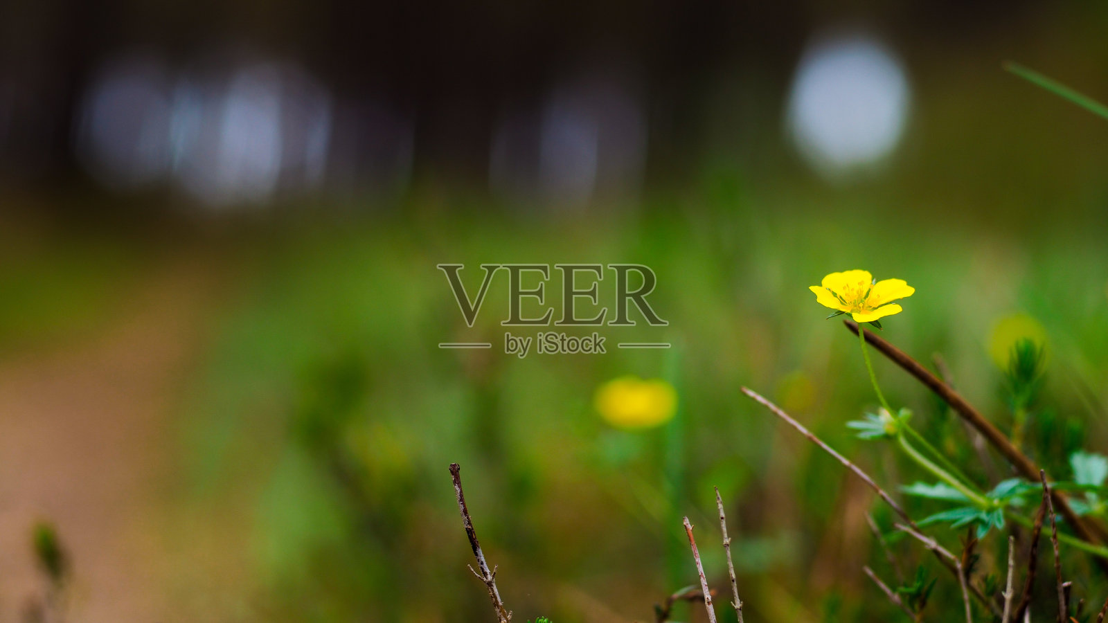 野花照片摄影图片