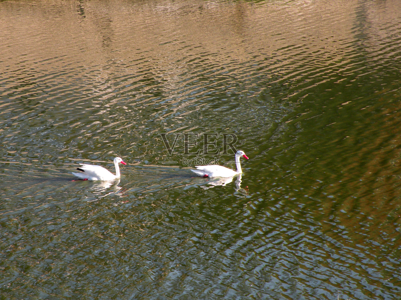 在泻湖里航行的鸭子照片摄影图片