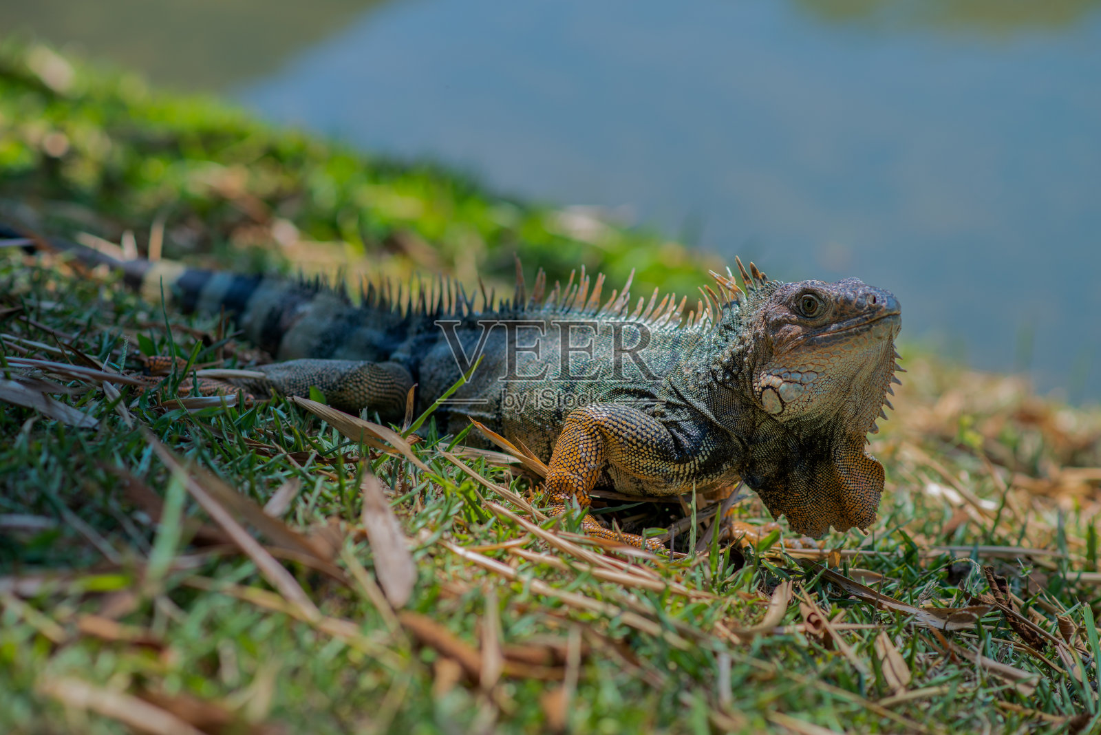 户外自然公园的野生鬣蜥特写照片摄影图片