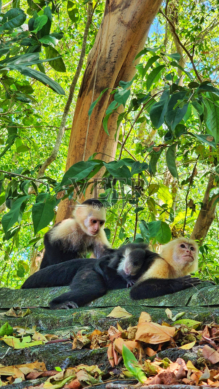 猴子丛林照片摄影图片