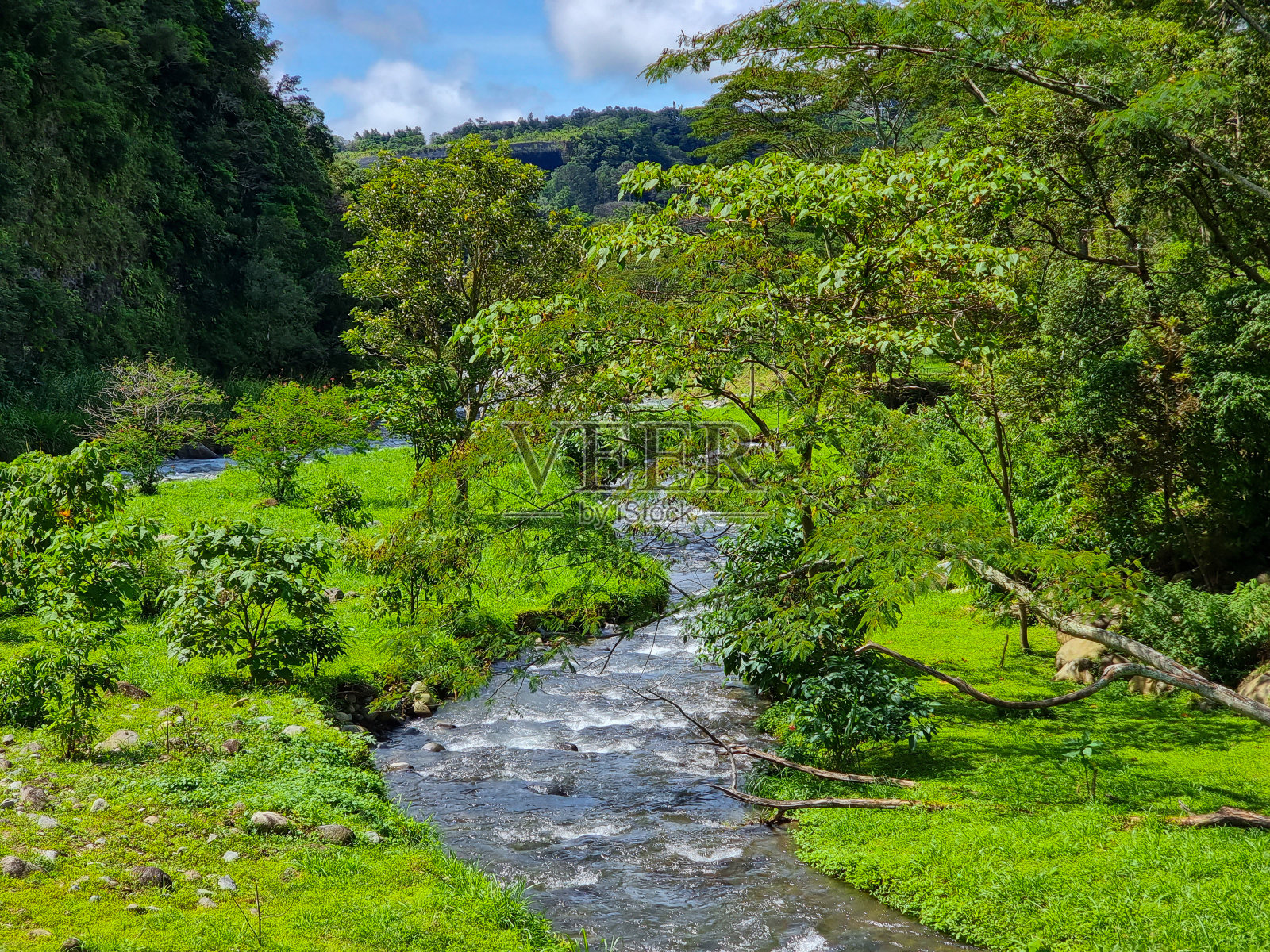 巴拿马，波奎特镇，卡尔德拉河。丛林景观照片摄影图片