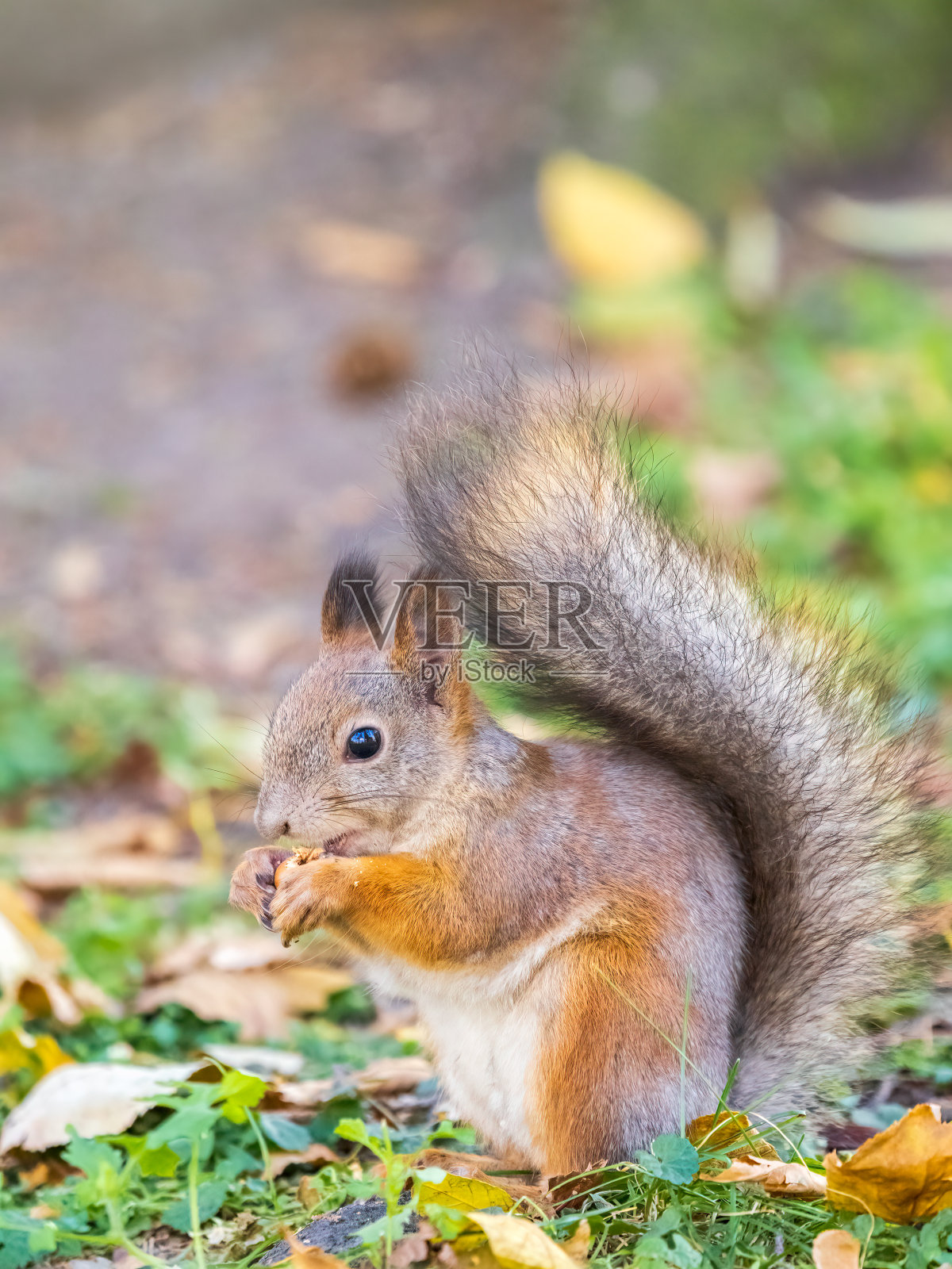 秋天的松鼠带着坚果坐在绿草地上，黄叶已落照片摄影图片