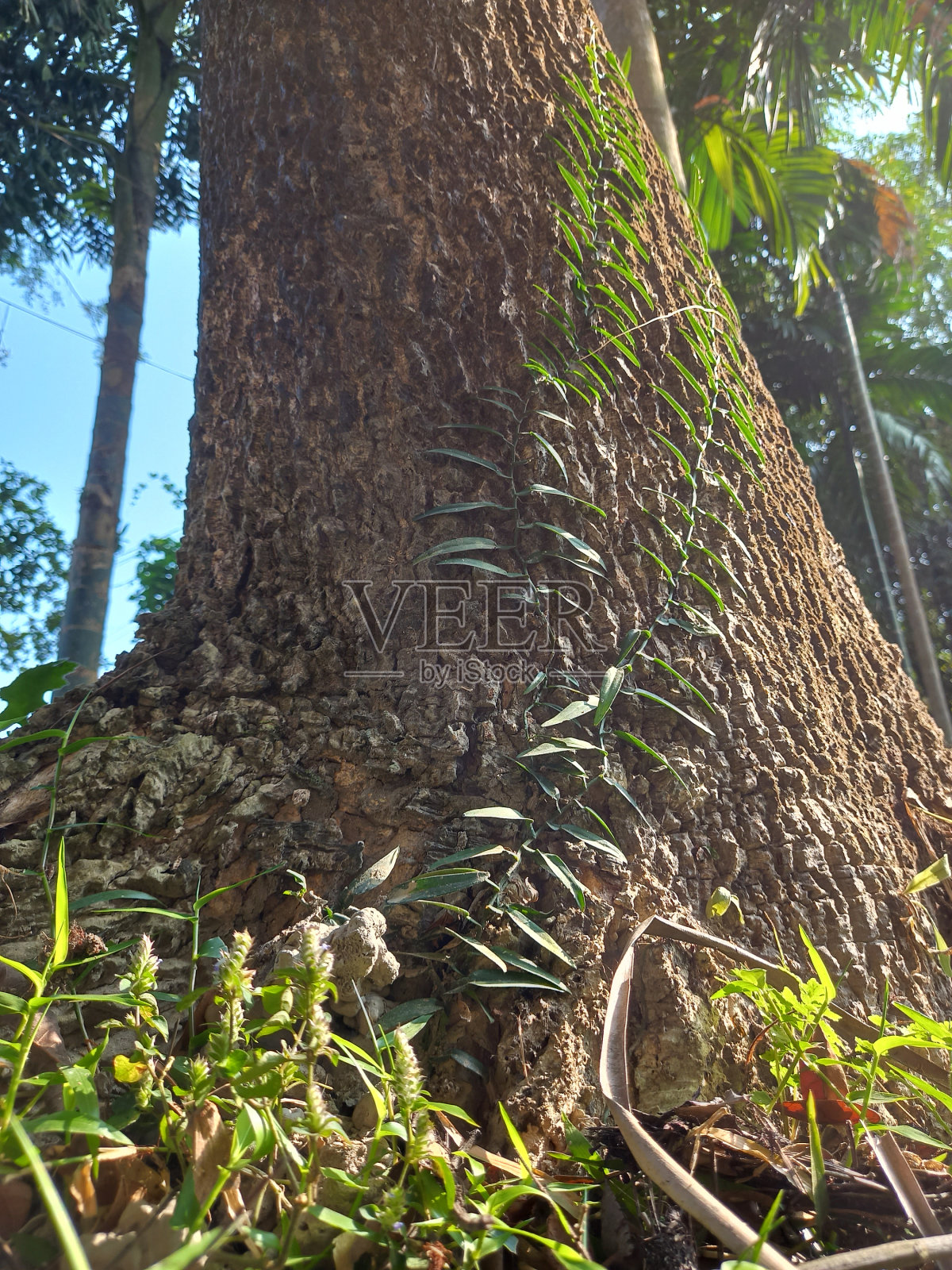 树照片摄影图片