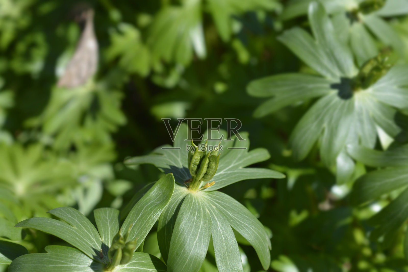 冬天乌头照片摄影图片