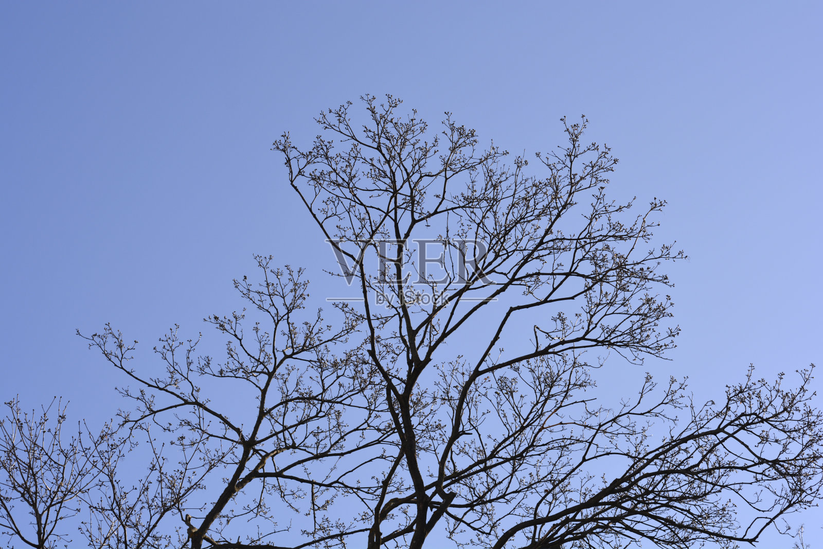 挪威槭照片摄影图片