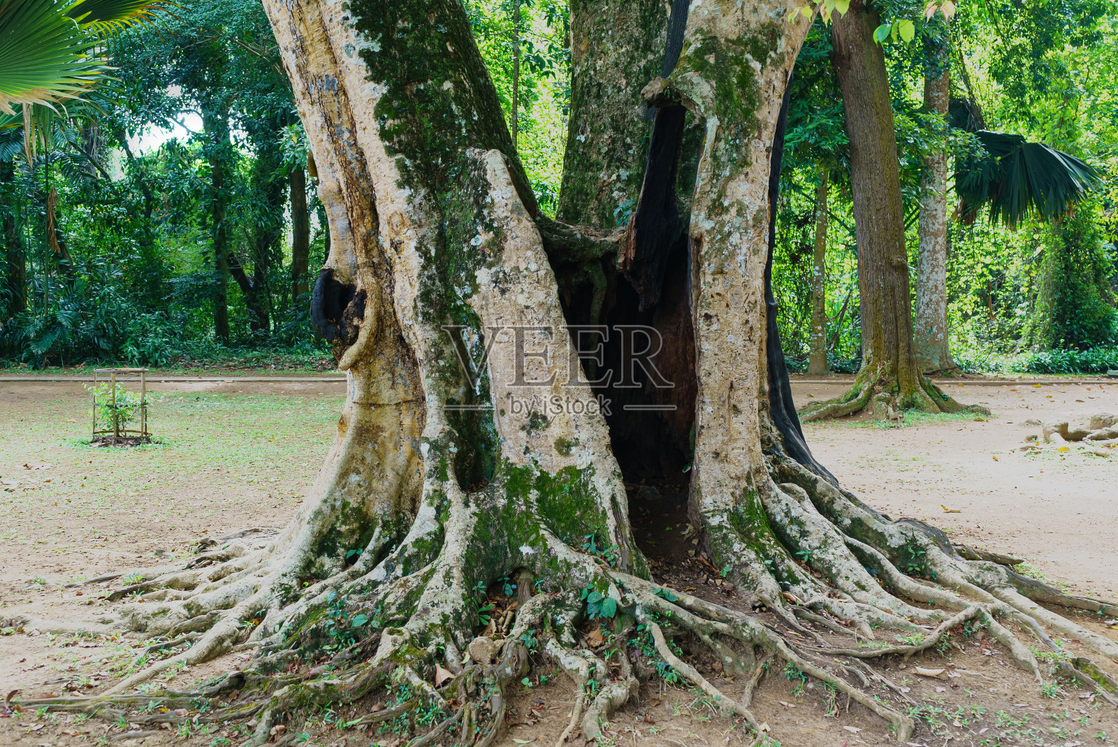 热带古树的树干照片摄影图片