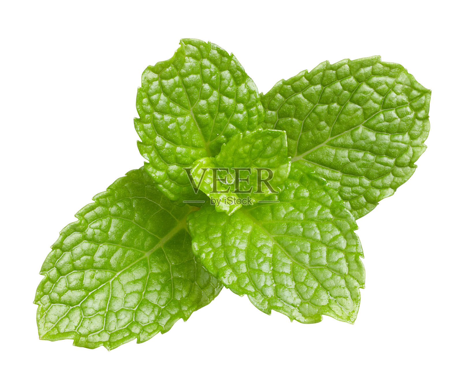 新鲜薄荷叶分离-修剪路径包括照片摄影图片