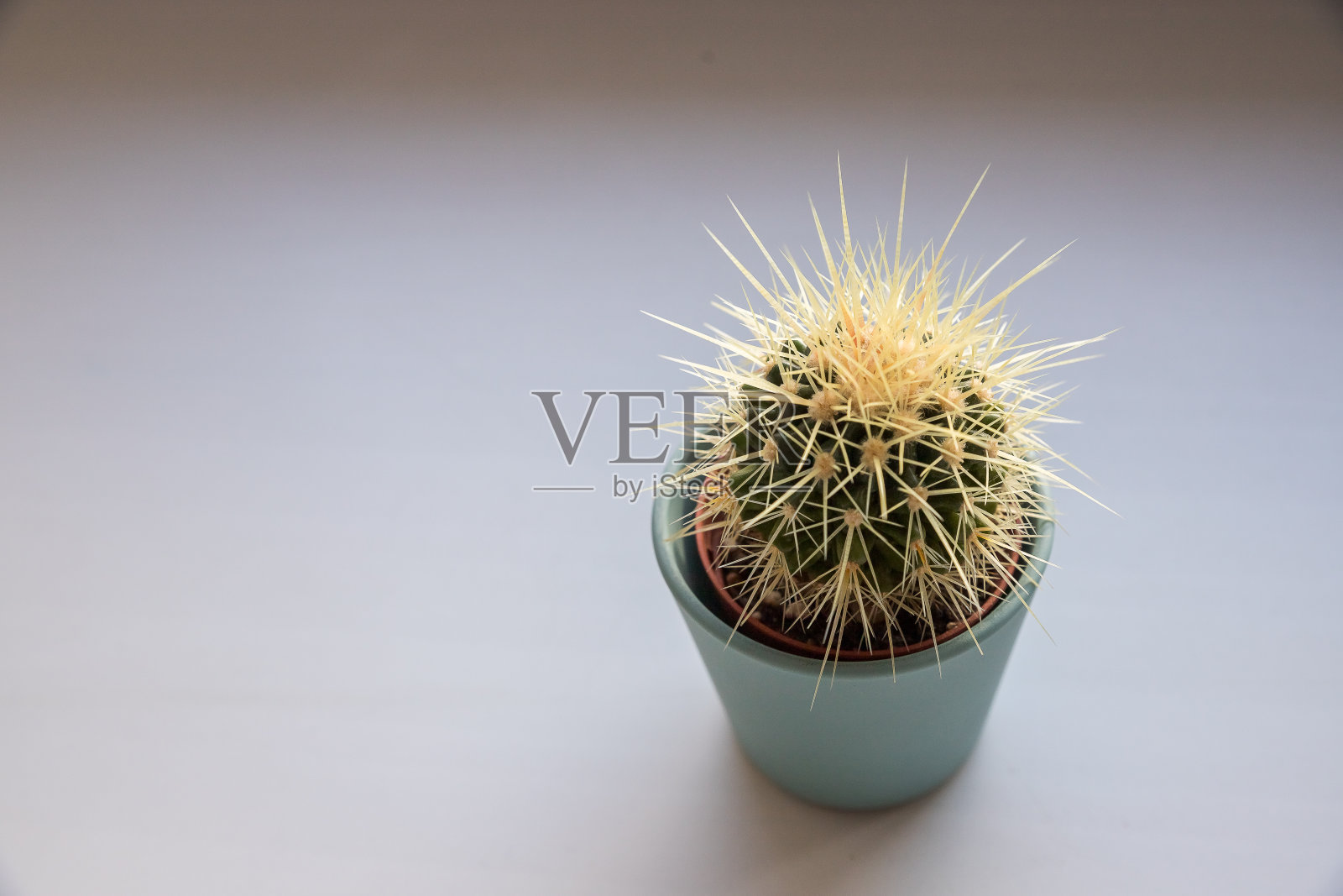 白色背景的陶瓷花盆中的仙人掌。盆栽仙人掌，在窗台上的灰色花盆里多汁。简约的斯堪的纳维亚室内舒适的家居现代装饰照片摄影图片