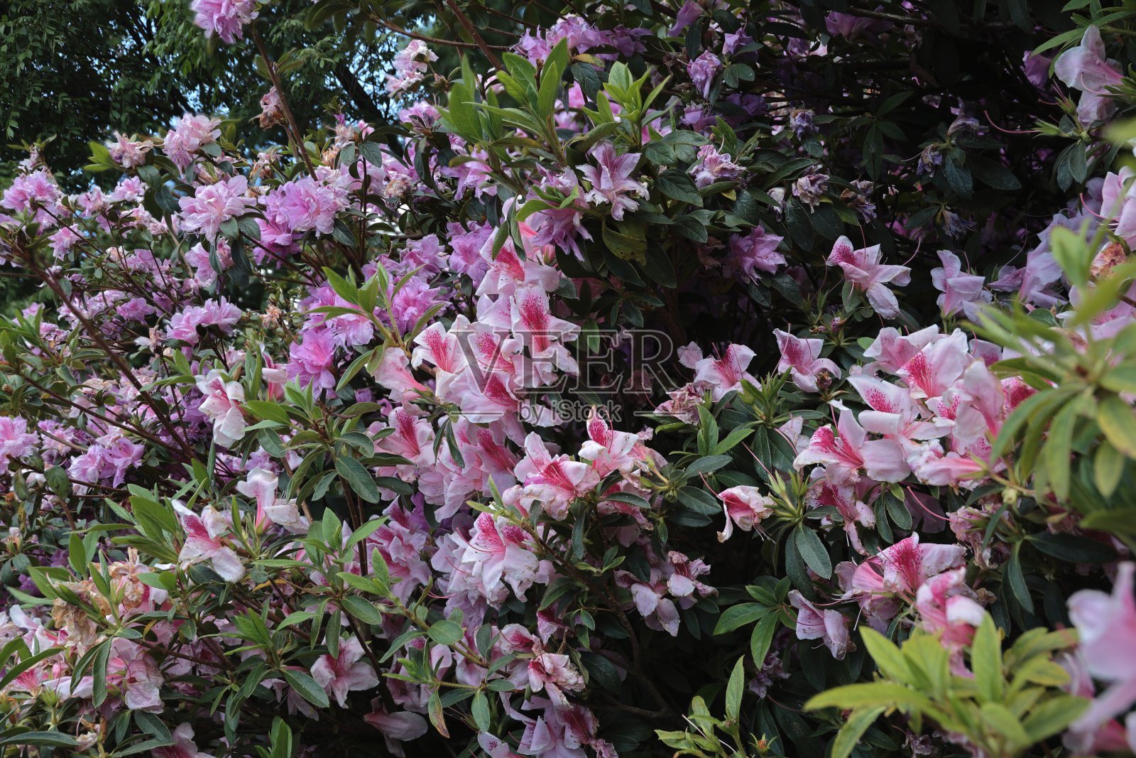 中国科学院昆明植物研究所花卉摄影照片摄影图片