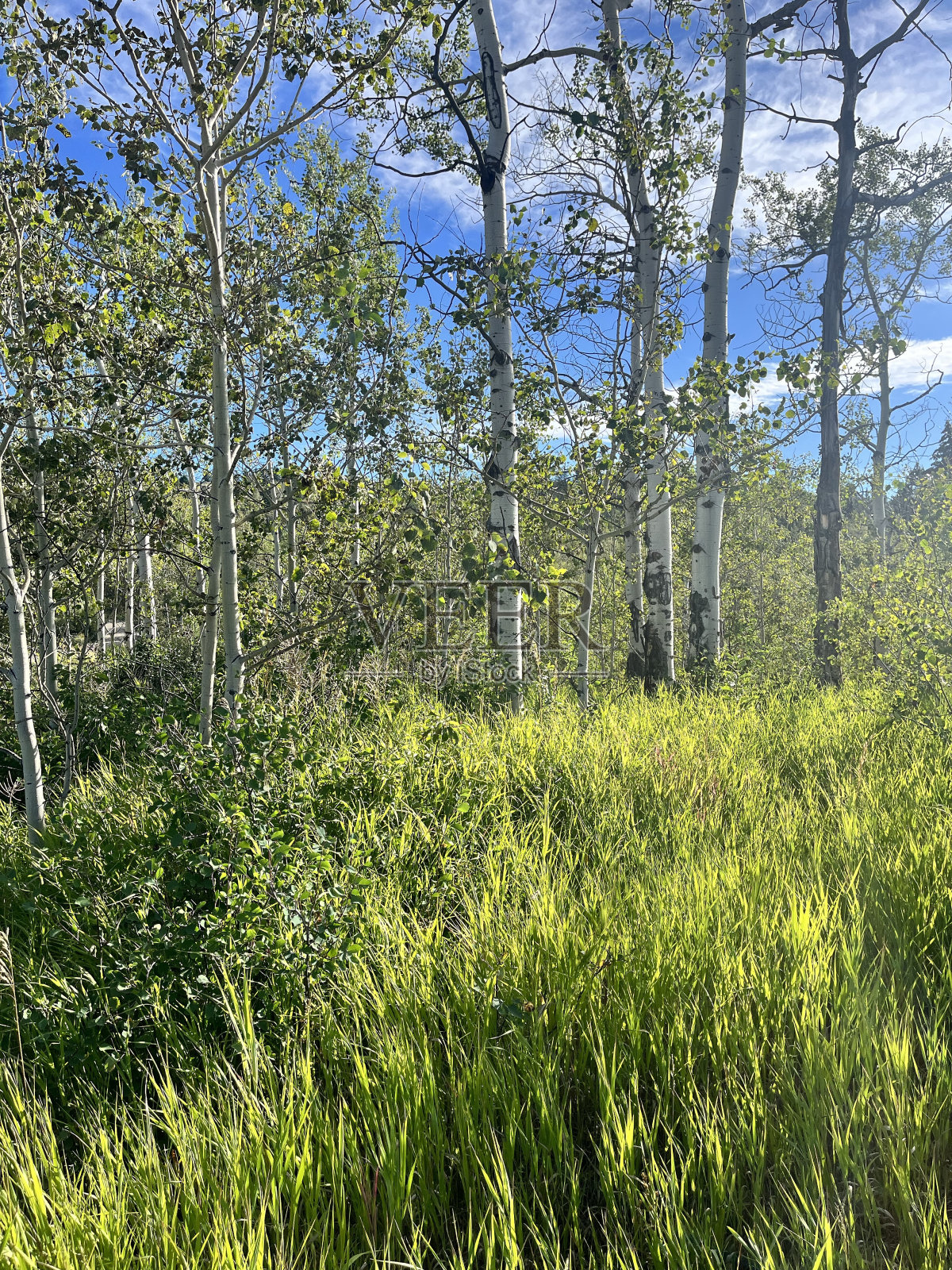 白杨树和绿色的草。照片摄影图片