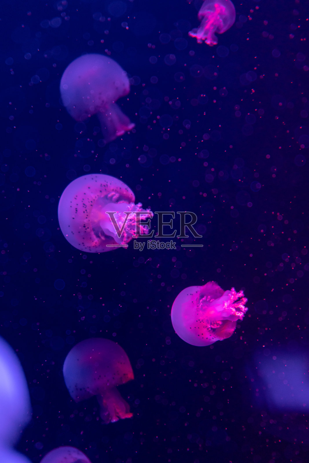 海和海洋水母在水中游泳特写。在黑暗中不同颜色的照明和生物发光。水族馆里奇异而稀有的水母。照片摄影图片