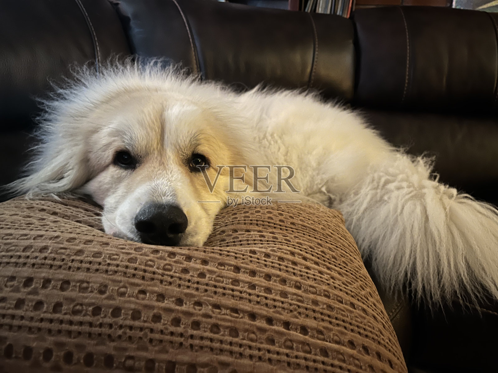 放松洛雷塔照片摄影图片