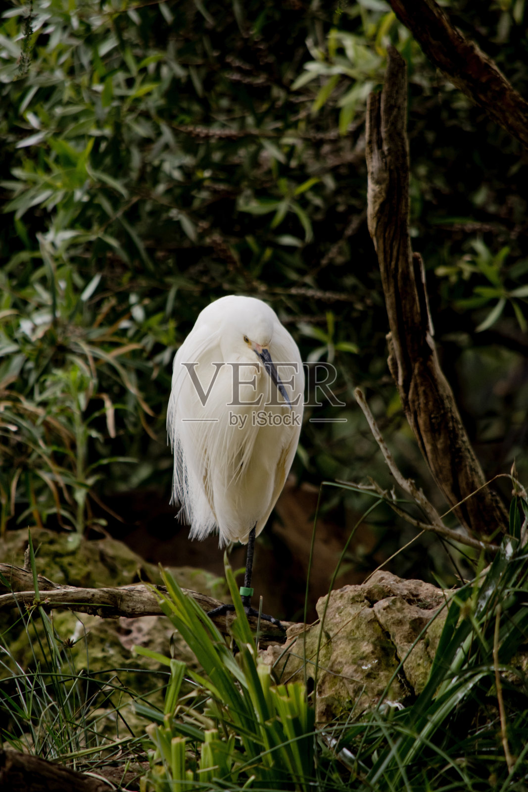 小白鹭正站在岩石上休息照片摄影图片