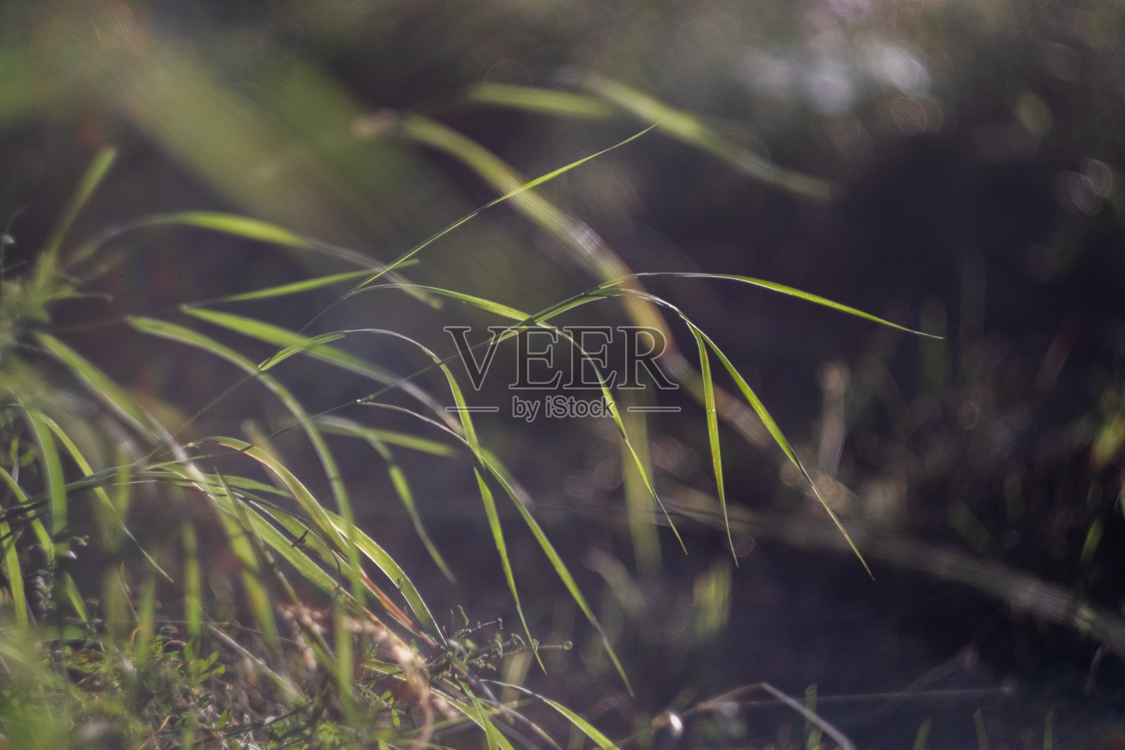 在阳光明媚的日子里，草叶特写照片摄影图片