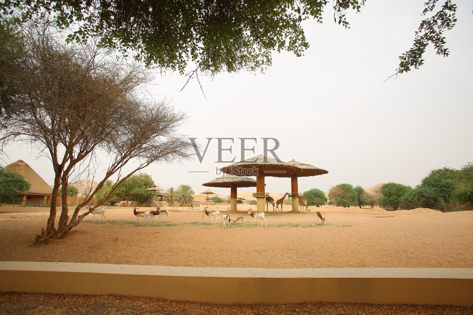 艾恩动物园照片摄影图片