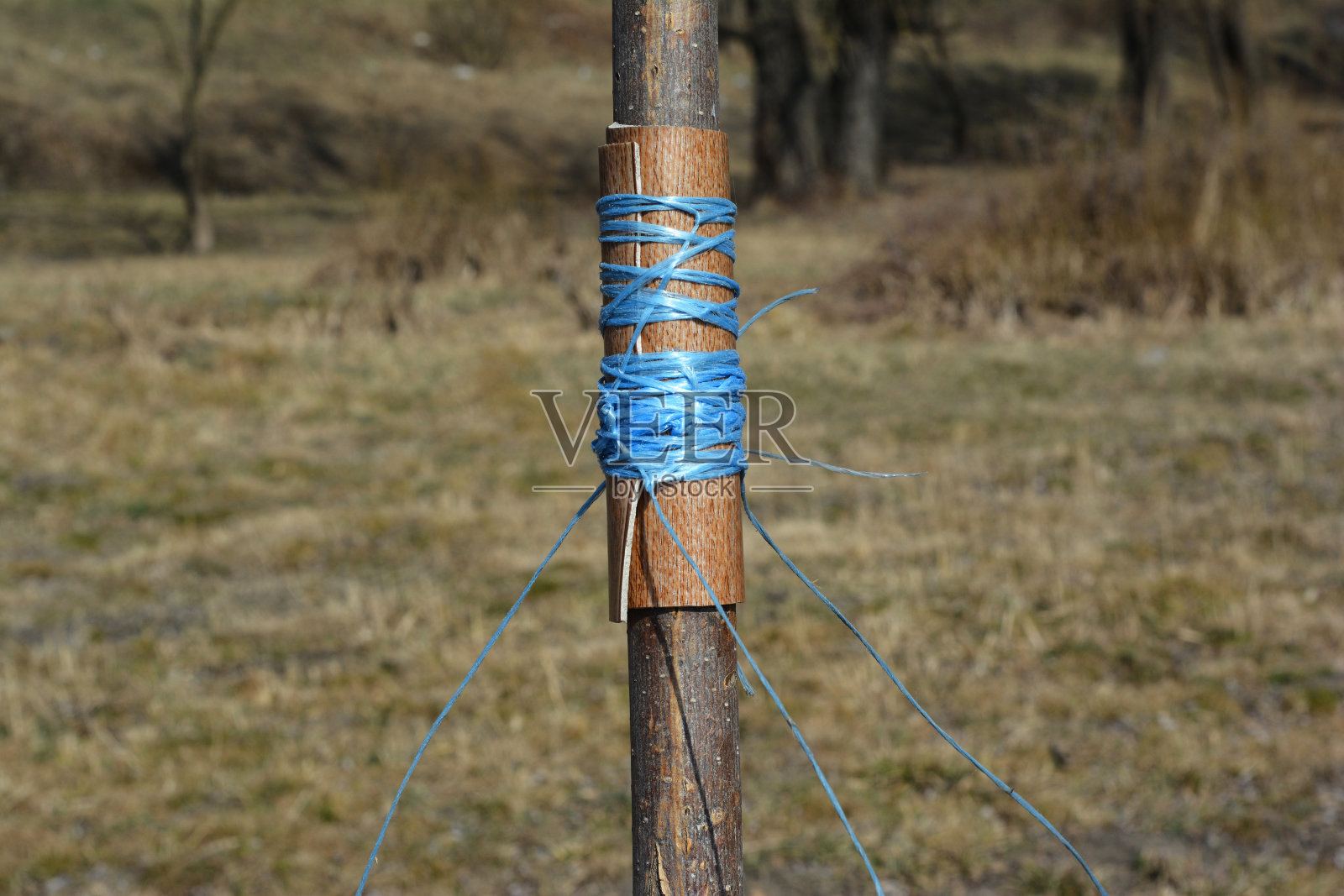 用木桩和树皮保护树干不受绳索的伤害，使树长得笔直。照片摄影图片