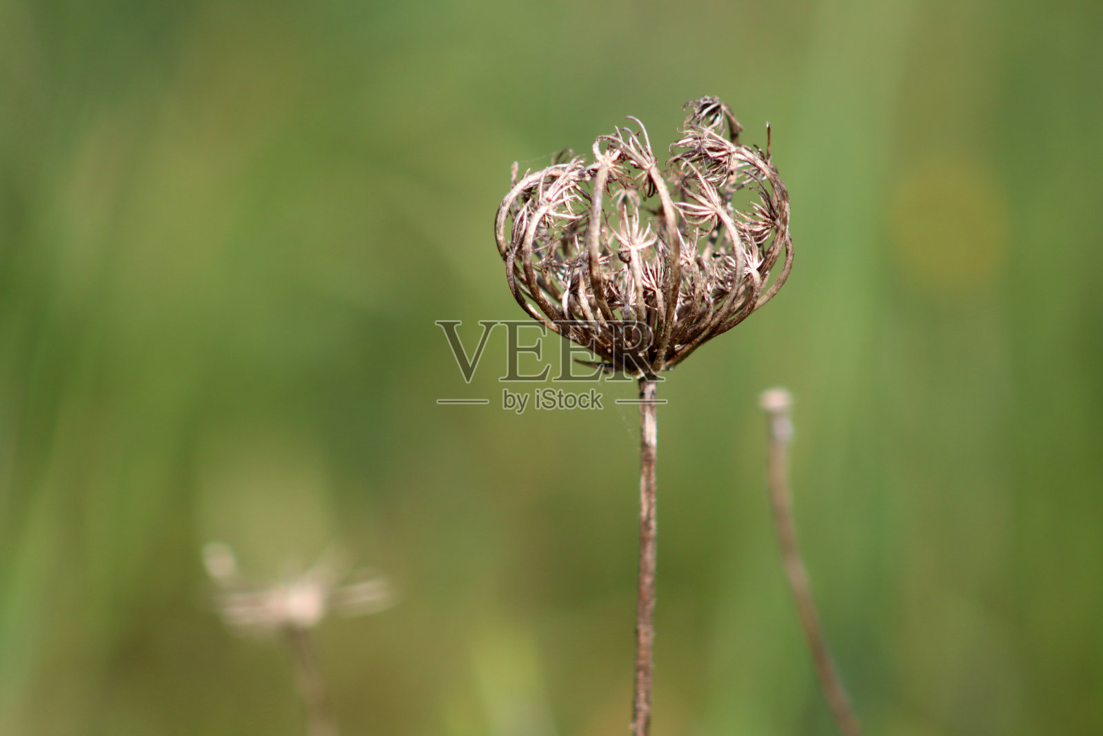 花照片摄影图片