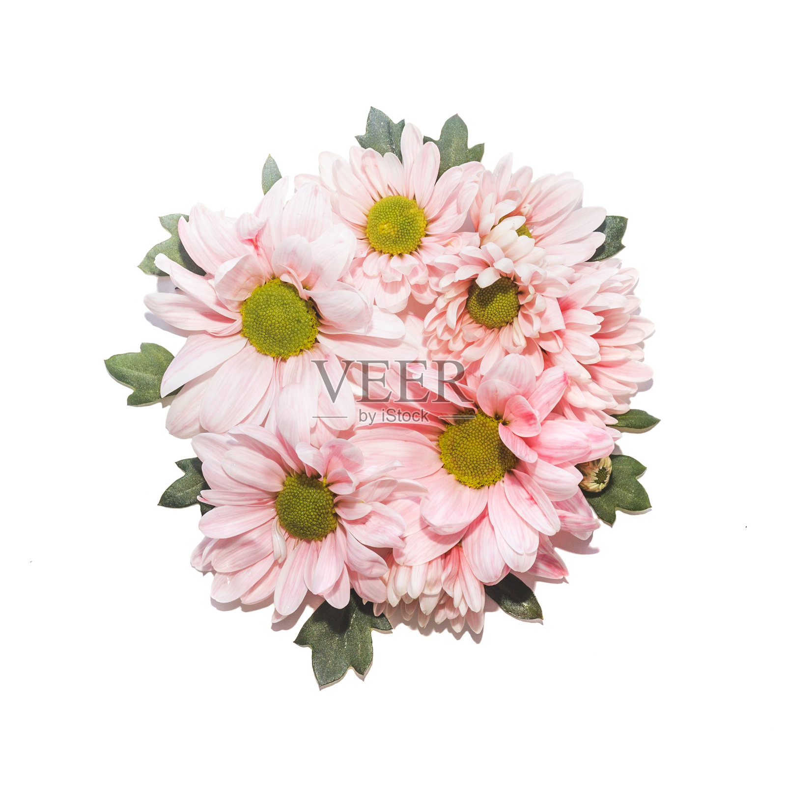 白色背景上的非洲菊花圈照片摄影图片