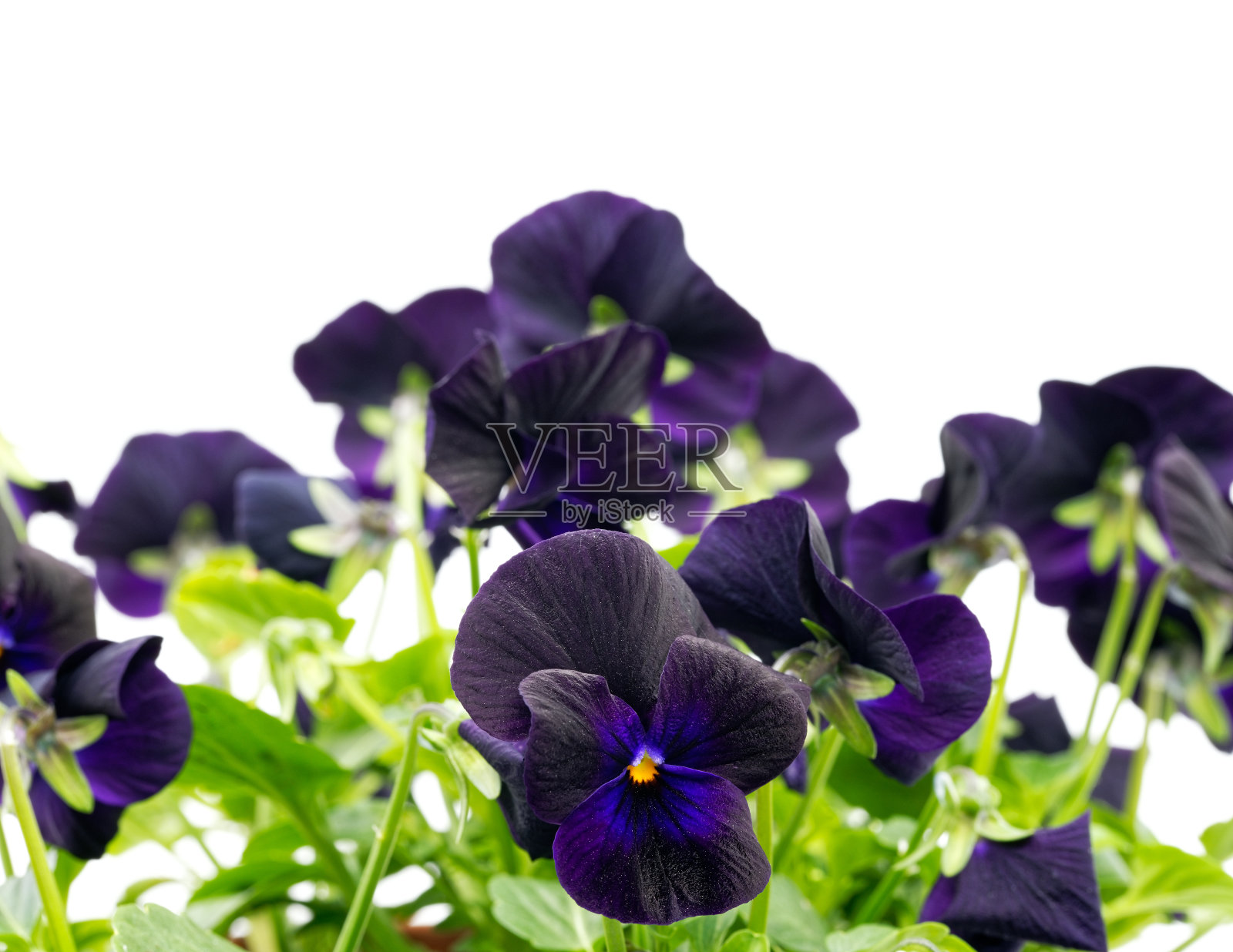 蓝三色堇（中提琴三色堇）照片摄影图片