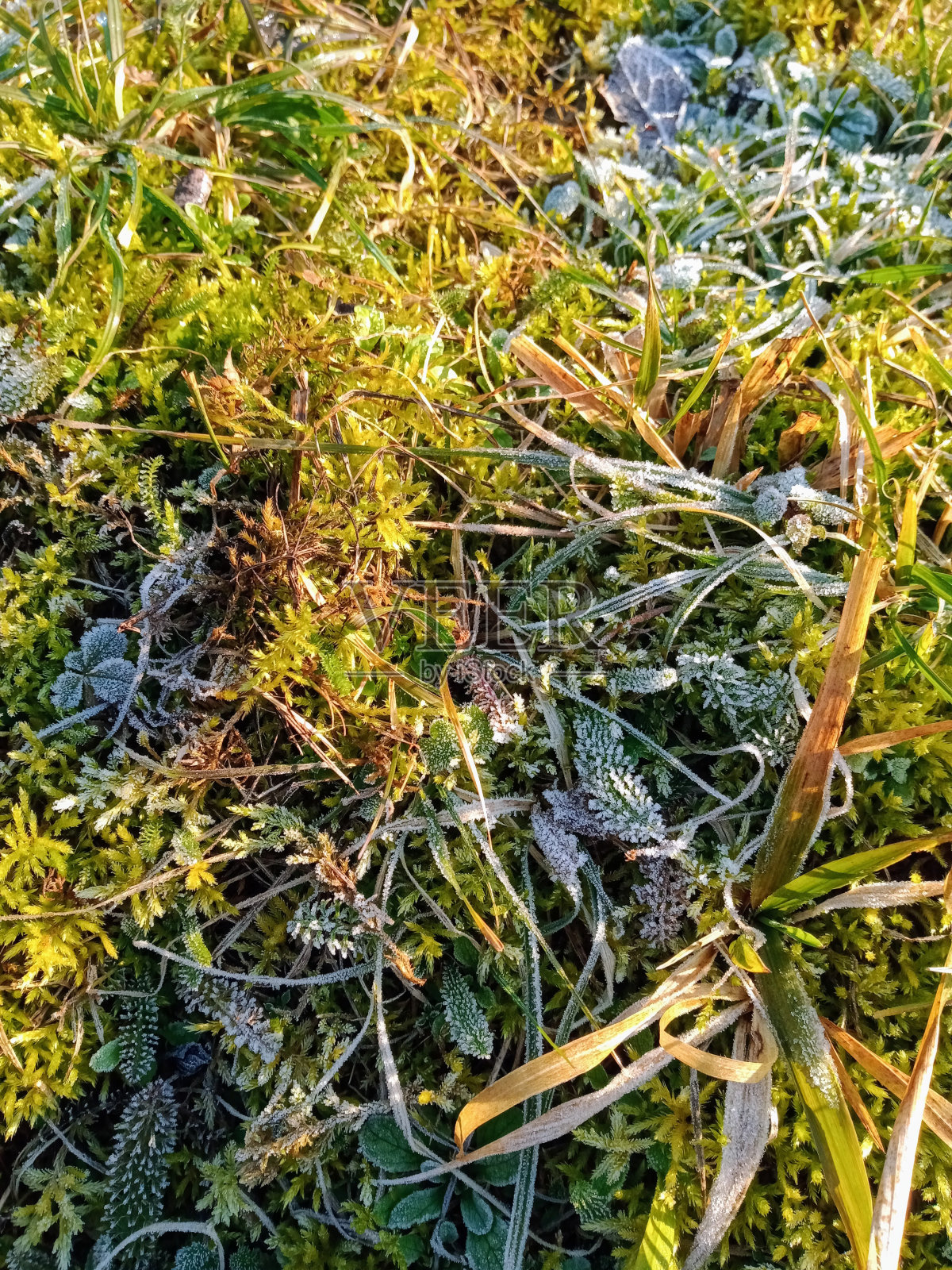 冷淡的性质照片摄影图片