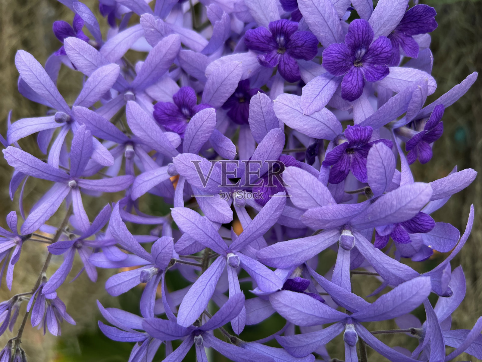 佩特雷亚照片摄影图片