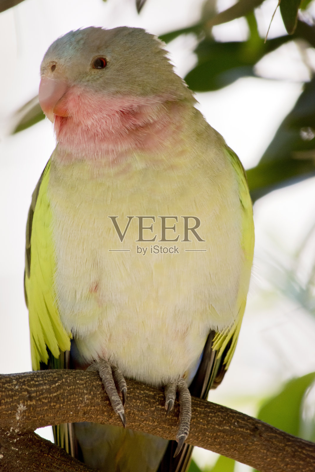 这是一只小鹦鹉的特写照片摄影图片