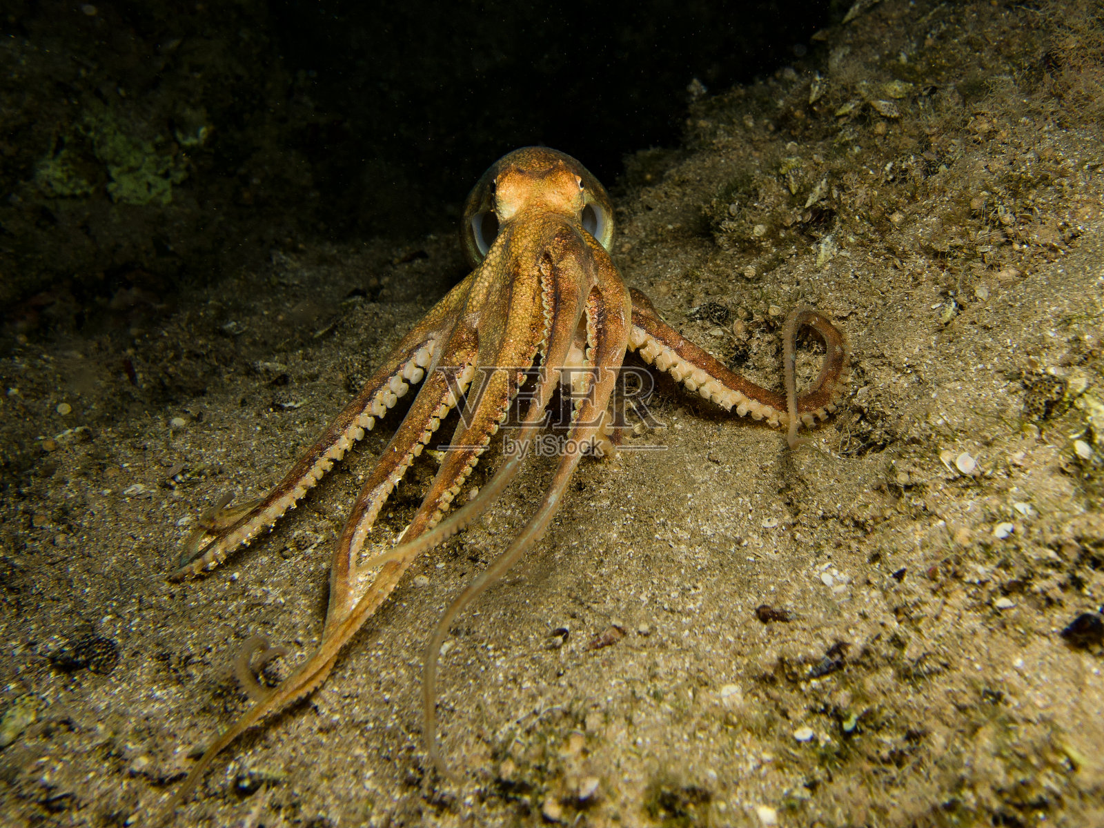地中海夜间的普通章鱼照片摄影图片