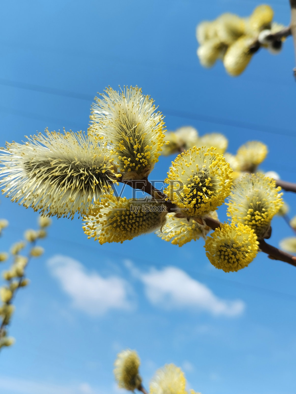 春季开花树木照片摄影图片