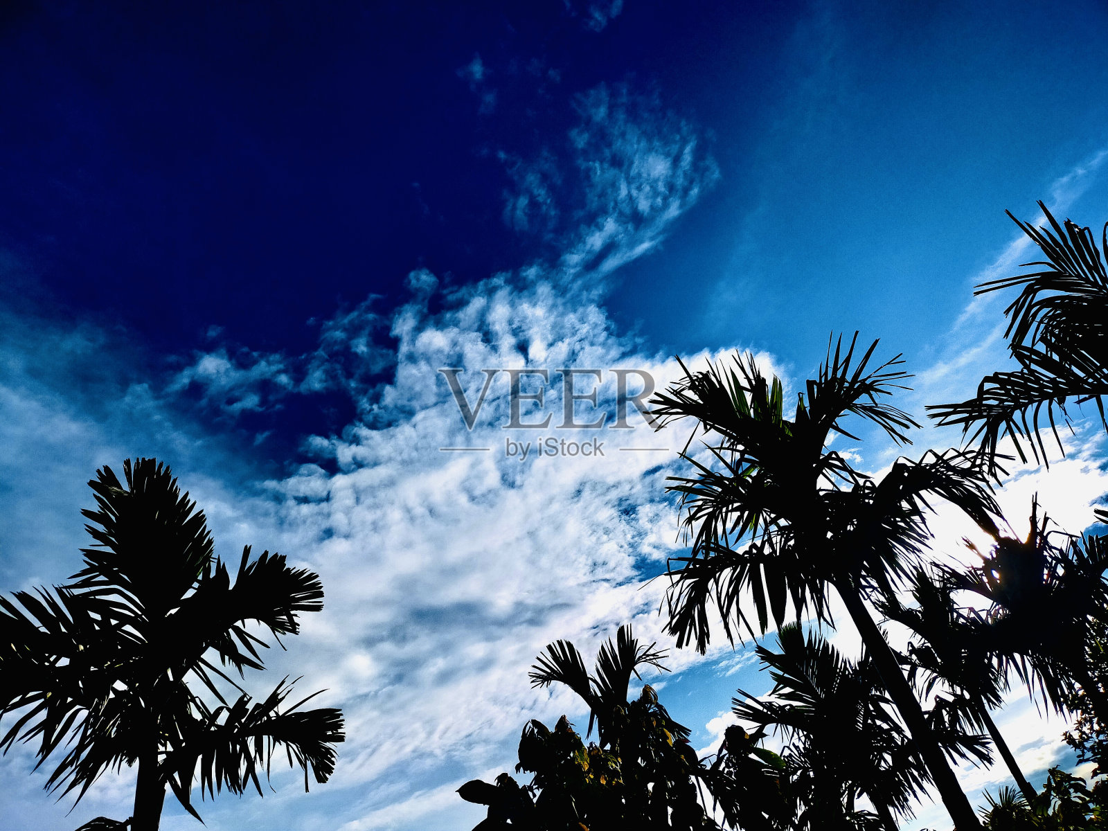 槟榔树照片摄影图片