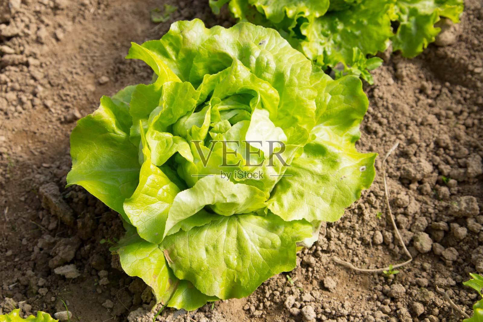 西班牙北部一个有机花园中的生菜。照片摄影图片