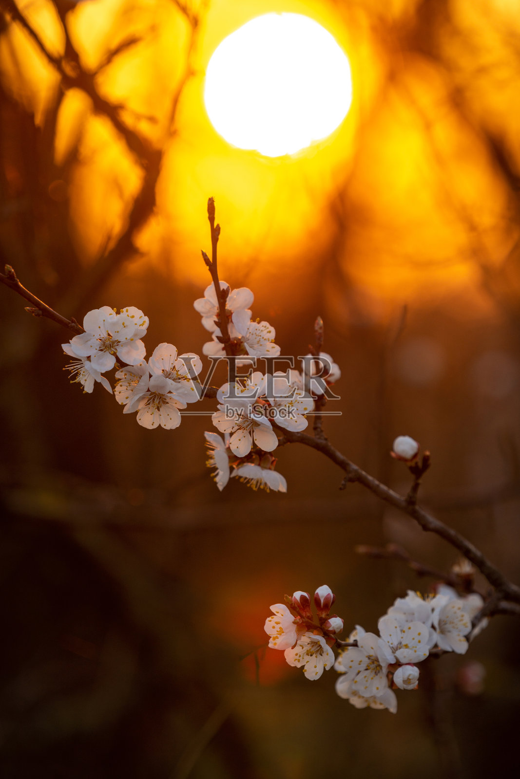 杏枝，盛开的花朵和太阳的背景照片摄影图片