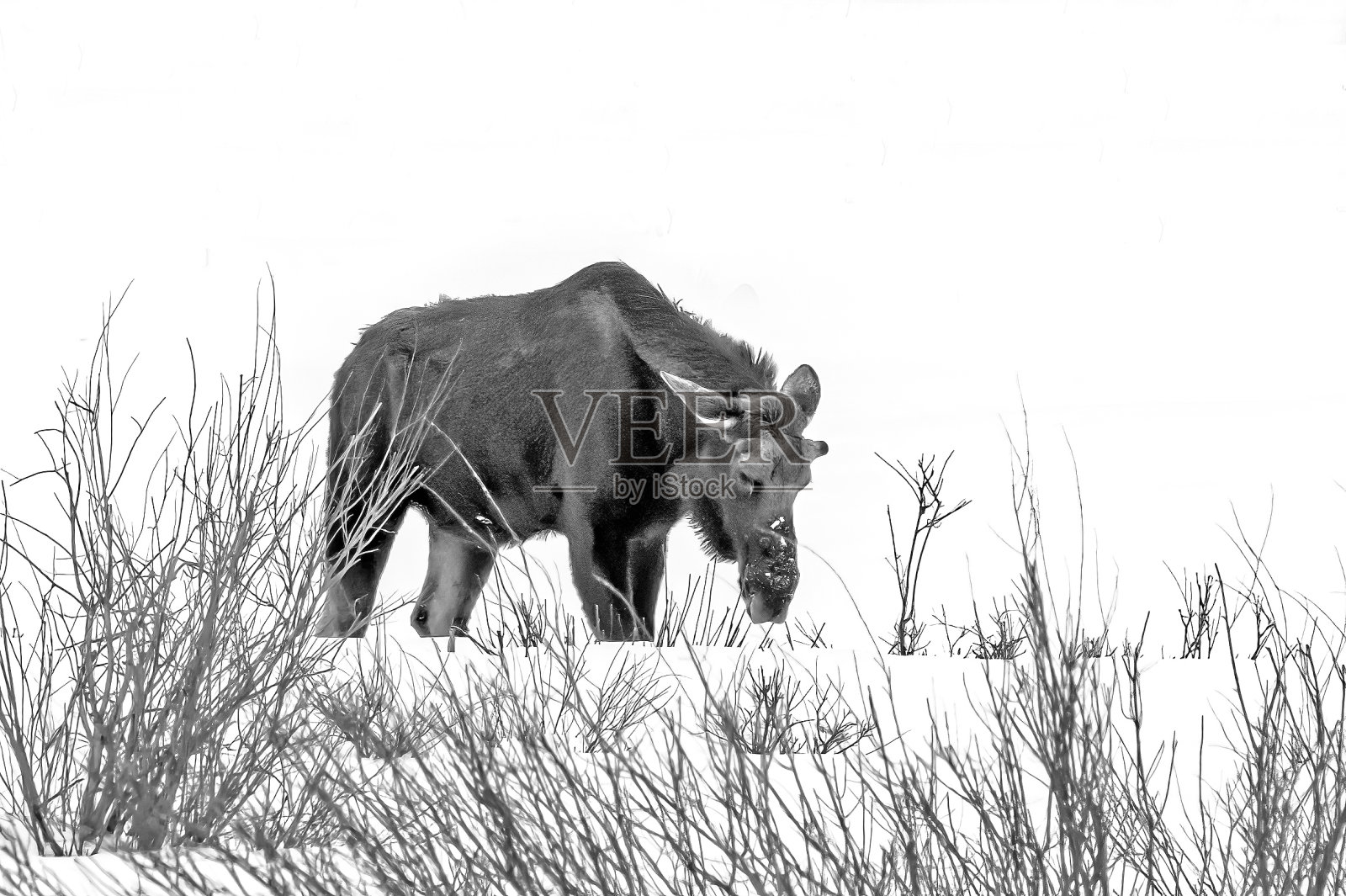 长着鹿角的公驼鹿刚刚开始长出来，因为春天的雪还在下照片摄影图片