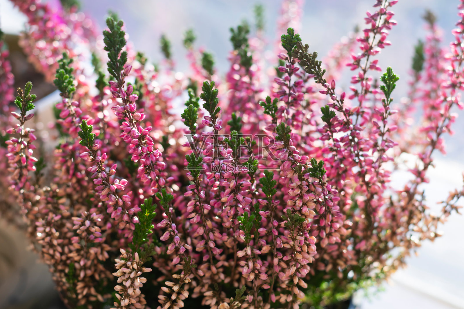 一束盛开的石南花通常被称为Callluna Vulgarus在窗台上。照片摄影图片