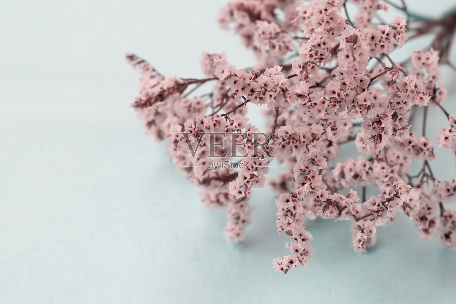 花卉布局与许多小白花在淡薄荷色调的背景与复制空间照片摄影图片