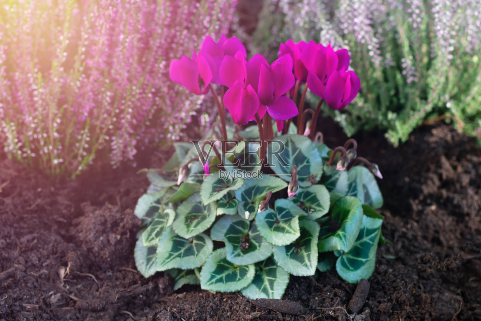 刚刚在地上种上了亮紫红色的仙客来花和绿色的叶子。照片摄影图片