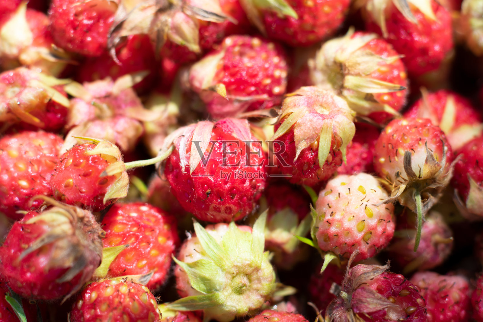 接近顶部视图的野生红色成熟草莓。照片摄影图片