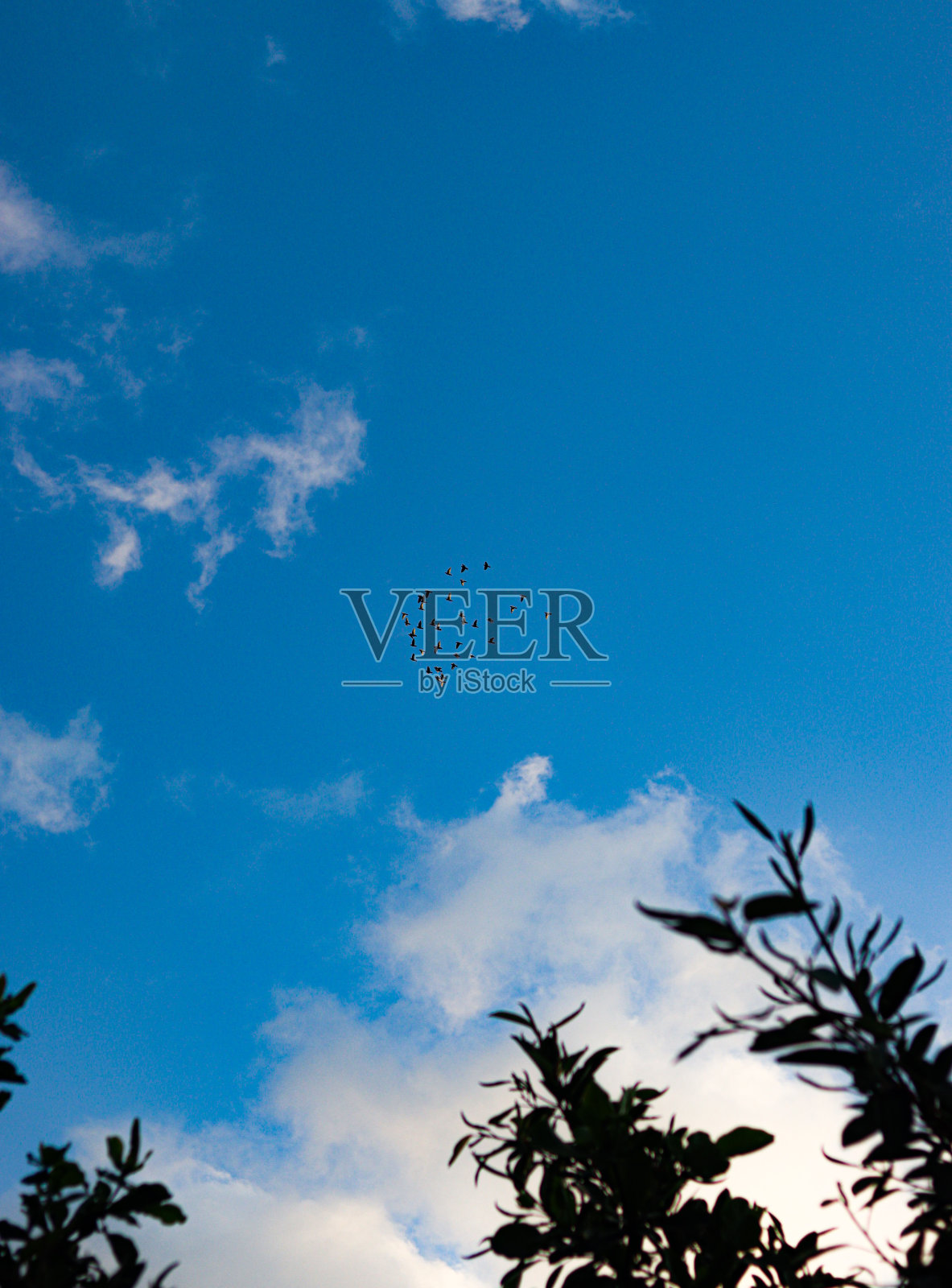 鸟和天空照片摄影图片