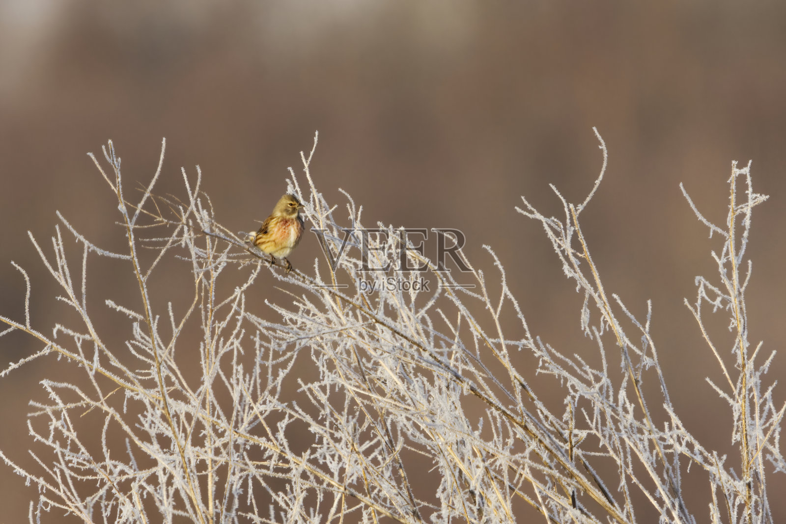 早春时节，普通红雀(大麻红雀)坐在霜冻的灌木丛中。照片摄影图片