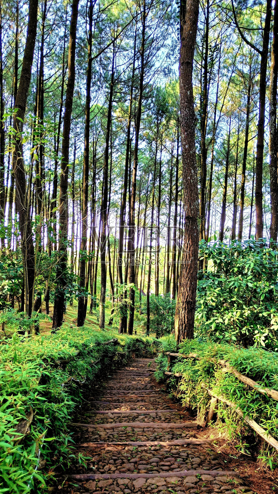 路在一片绿色的森林中间照片摄影图片