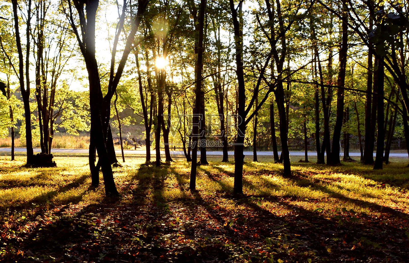 阳光透过树木照片摄影图片